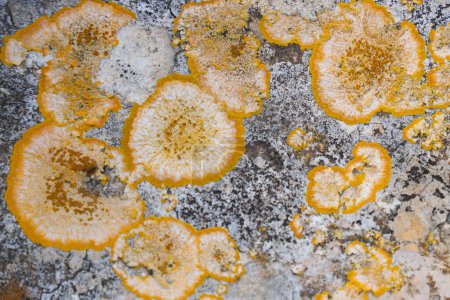 Yellow lichens growing on the surface of a rock, create an abstract work of art made by nature itself.