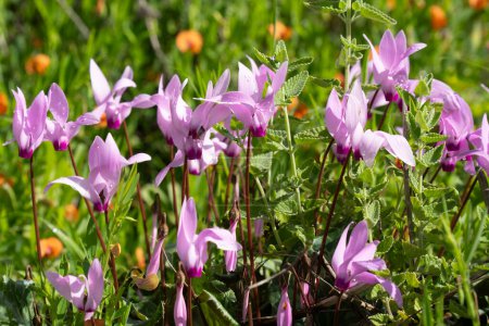 A patch of wild, pink cyclamens in a sunny meadow in Israel, on a spring day.