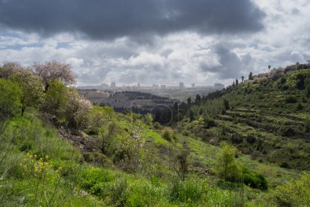 Landwirtschaftliche Terrassen, blühende Mandelbäume und Wildblumen an den grünen Hängen des Judäa-Gebirges mit Blick auf Jerusalem an einem bewölkten Wintertag.