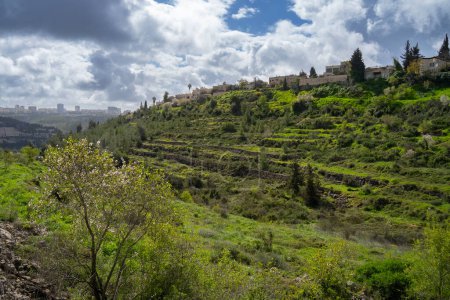 Agricultural terraces, blooming almond trees and wildflowers on the green slopes of the Judea mountains, overlooking Jerusalem, on a cloudy winter day.