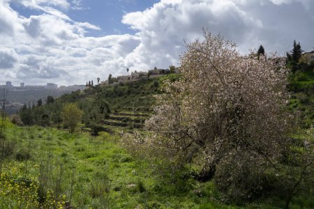 A big, old, blooming, wild almond tree, with agricultural terraces and wildflowers on the green slopes of the Judea mountains, overlooking Jerusalem, Israel, on a partially cloudy spring day.