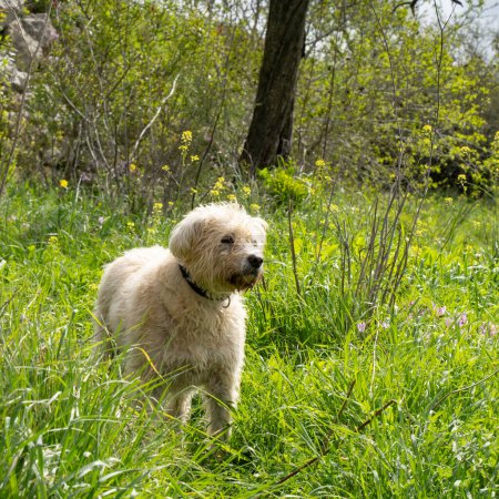 Ein Mischling, goldfarbener Hund, steht an einem sonnigen Frühlingstag auf einer grünen Wiese.