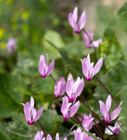 A patch of wild, pink cyclamens, wet with dew drops, in a meadow in Israel, on a sunny spring day.