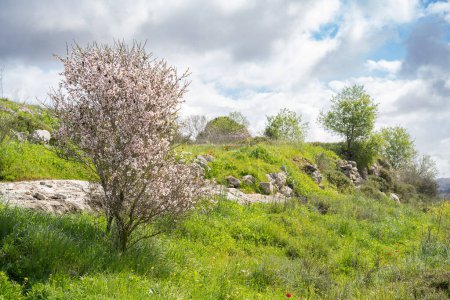 A blooming, wild almond tree on the green slopes of the Judea mountains, close to Jerusalem, Israel, on a sunny spring day.