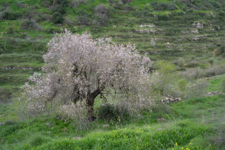 Ein großer, alter, blühender, wilder Mandelbaum in voller Blüte, mit landwirtschaftlichen Terrassen und Wildblumen an den grünen Hängen des Judäa-Gebirges in der Nähe von Jerusalem, Israel, an einem bewölkten Frühlingstag.