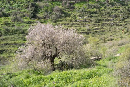 Ein großer, alter, blühender, wilder Mandelbaum in voller Blüte, mit landwirtschaftlichen Terrassen und Wildblumen an den grünen Hängen des Judäa-Gebirges in der Nähe von Jerusalem, Israel, an einem sonnigen Frühlingstag.