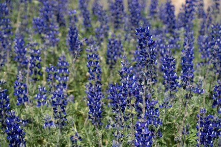 A selective focus image of a field of blue lupine on a sunny day. This is a wild legume whose seeds are edible.