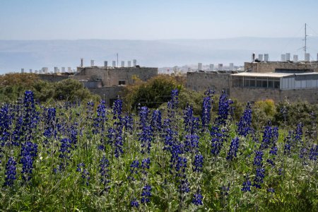 A field of blue lupine in Jerusalem, Israel, on a sunny day. This is a wild legume whose seeds are edible.