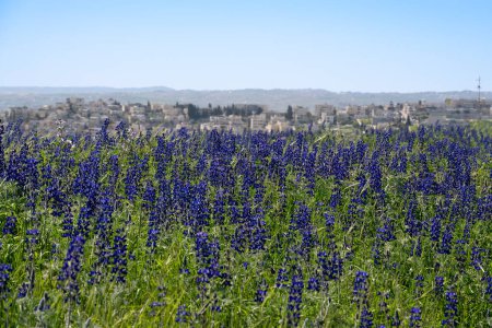 A field of blue lupine within the city of Jerusalem, Israel, on a sunny day.