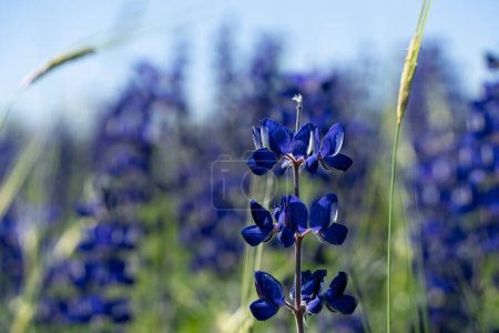 A field of blue lupine on a sunny day. This is a wild legume whose seeds are edible.
