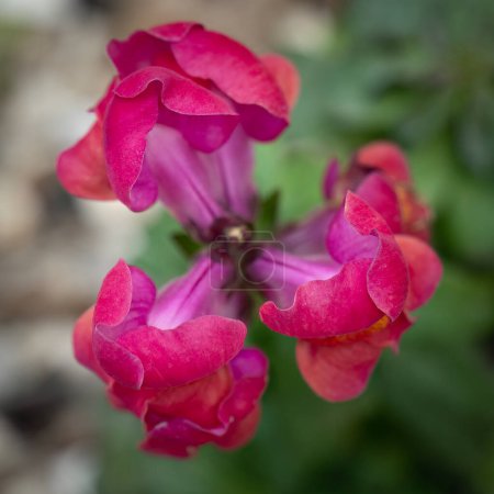 A top view, close up, selective focus image of magenta colored dragon flowers.
