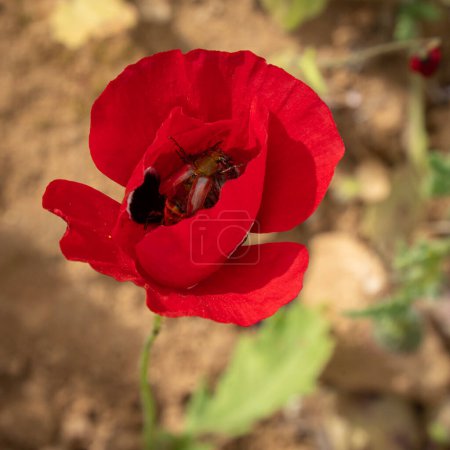Un jour de printemps ensoleillé, un scarabée se nourrit de nectar dans un coquelicot sauvage, son élytron brillant reflétant les pétales rouge vif de la fleur..