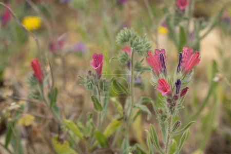Der Glanz einer Judenotter auf einer mit Wildblumen übersäten Wiese in Israel im Frühling
