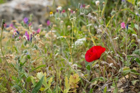 A wild poppy in a meadow dotted with wildflowers in springtime in Israel.