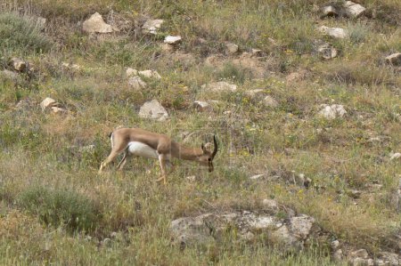 Eine männliche Gazelle weidet im Frühling auf einem mit Wildblumen übersäten Brachfeld in den Bergen von Judäa.