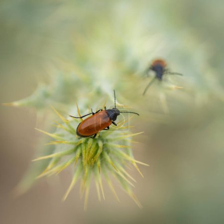 Two Lydus Tarsalis Beetles, with orange wings and black bodies, on a thorny plant in Israel.