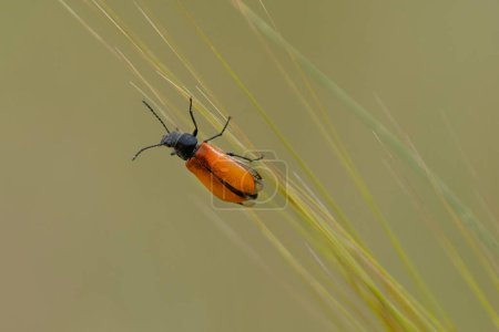 Un solo Lydus Tarsalis Escarabajos, con alas naranjas y cuerpos negros, sobre un tallo de trigo.