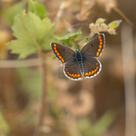 Ein selektives Fokusbild eines braunen Argus-Schmetterlings mit ausgebreiteten Flügeln.