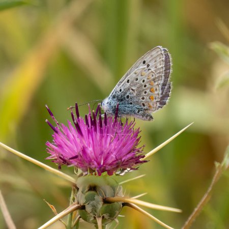 A common blue butterfly, feeding on an Iberian star thistle nectar.