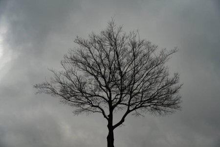 An intricate, leafless tree stands against the backdrop of a foggy winter day.