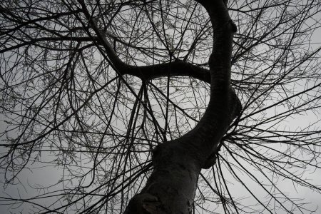 Un arbre complexe et sans feuilles se dresse sur fond de journée d'hiver brumeuse.