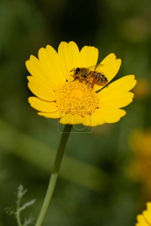 Una abeja melífera, su cuerpo desempolvado de amarillo con polen y sus cestas llenas de polen, se posa sobre una margarita de corona salvaje en un día soleado.