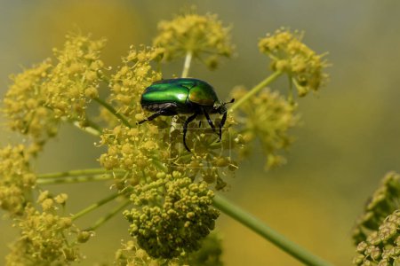 A copper chafer beetle on the yellow flower of a giant fennel.
