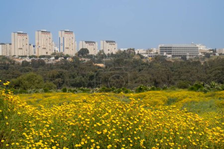 Blumenfelder und Vegetation am Stadtrand von Tel Aviv, Israel, an einem sonnigen Frühlingstag.