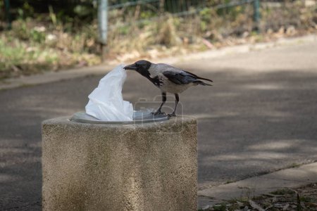 Photo for A gray crow looking for food in a trash bin on a Tel Aviv, Israel, street, on a sunny day. - Royalty Free Image