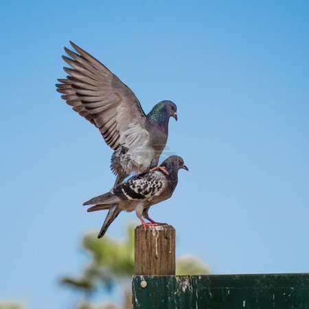 A pair of domestic pigeons copulating on a wooden sign post, on a clear spring day.