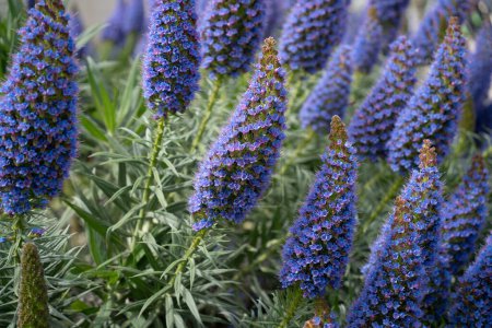 Un macizo de flores de El Orgullo de Madeira, una planta azul púrpura con flores.