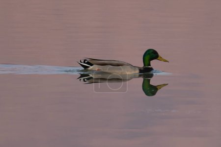 A male mallard glides across a lake at sunrise, its image mirrored in the tranquil waters.