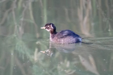 A little grebe glides across a lake at dawn, its image mirrored in the tranquil waters.