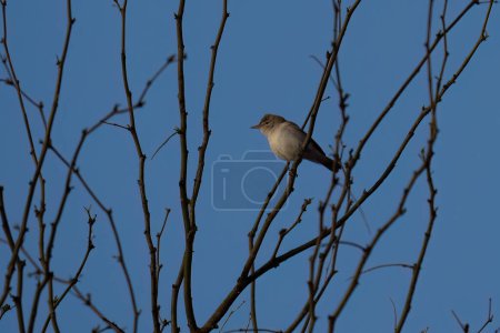 An Eastern Olivaceous warbler perching on a tree branch in Israel, on a clear spring day.