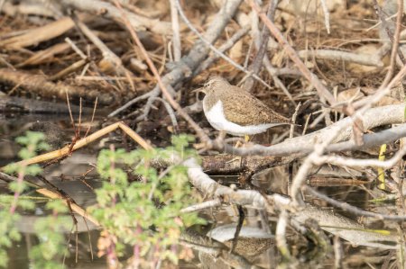 A Common Sandpiper, well hidden and camouflaged in water edge vegetation.