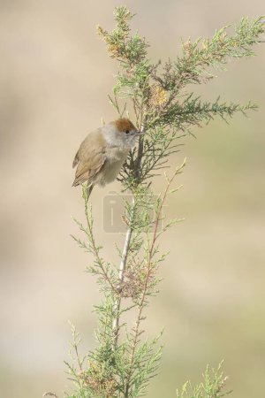 A female Eurasian Blackcap, perching on a young cypress tree on a sunny day.