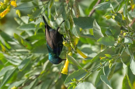 A male Palestine sunbird sipping nectar from a flower on a sunny day.