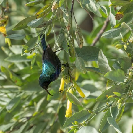 A colorful male Palestine sunbird hanging upside down on a flowering plant, on a sunny day.