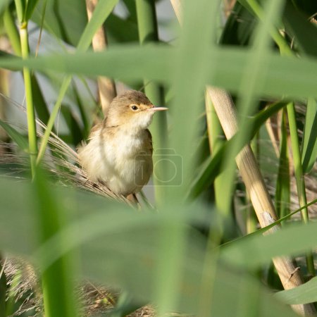 A Eurasian reed warbler hiding in the reeds on a sunny day.