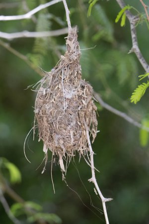 A Palestine sunbird nest hanging from a tree branch in Israel.