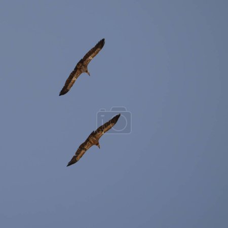 A pair of Griffon vultures soaring in a clear blue sky above the Negev desert, Israel.