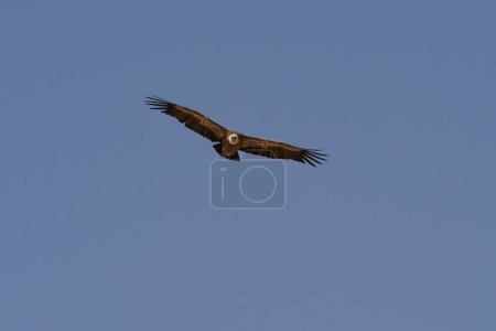 A Griffon vulture soaring in a clear blue sky above the Negev desert, Israel