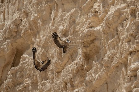 Un par de buitres leonados que llegan para aterrizar en los acantilados del desierto del Néguev, Israel, en un soleado día de verano.