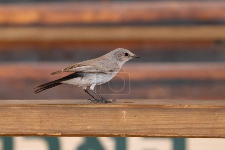 Téléchargez les photos : Un oiseau Blackstart se nourrit dans une zone habitée par l'homme du désert du Néguev, en Israël. - en image libre de droit