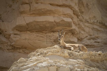 A female Nubian ibex lying on a tall rocky vantage point, on a sunny day in the Negev desert, Israel.