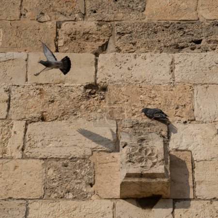 On the walls of Jerusalem's ancient city, two pigeons perch. As one takes to the air, the other remains seated upon an ornate stone.