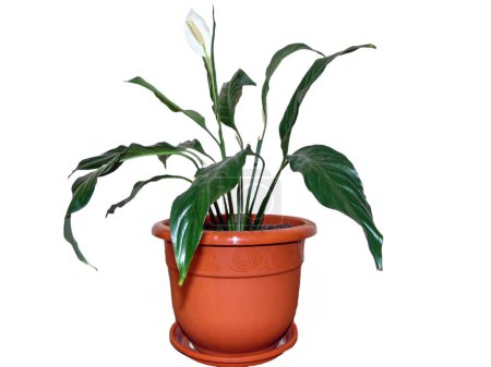 Foto de La flor del lirio de la paz en la olla. Spathiphyllum planta aislada en blanco - Imagen libre de derechos