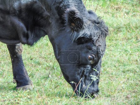 Foto de Una vaca angus negra pastando hierba. Vaca negra angus - Imagen libre de derechos
