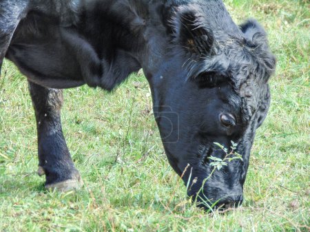 Foto de Una vaca angus negra pastando hierba. Vaca negra angus - Imagen libre de derechos