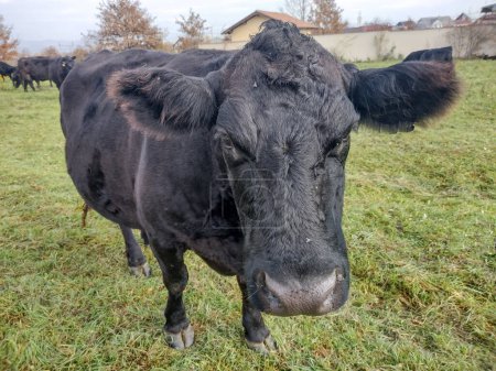Foto de Vaca negra angus en la hierba. Retrato de vaca negra angus - Imagen libre de derechos